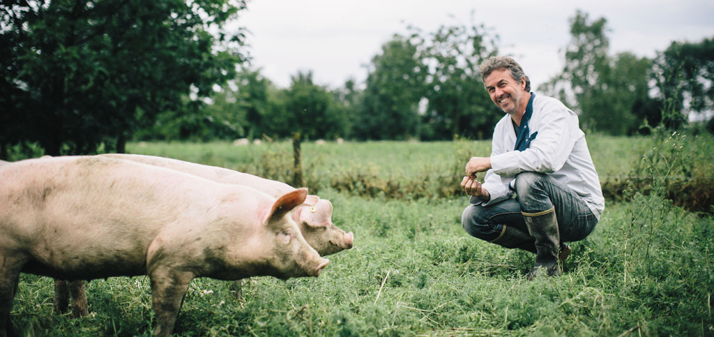 cochon en plein air